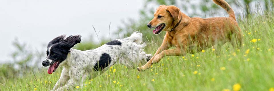 online Hundeschule, Sachkundenachweis Hundehalter, Hund kaufen, Hundekurs
