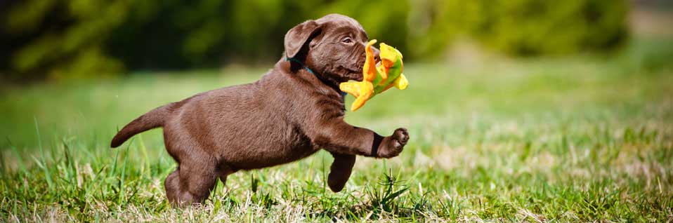 Sachkundenachweis, SKN Hundehalter, SKN Kurs, online Hundekurs