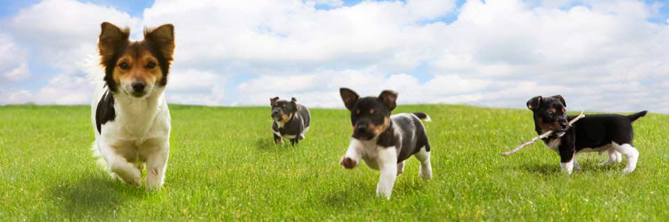 Sachkundenachweis Hund, SKN-Kurs online machen, Hundeschule online, SKN Theorie