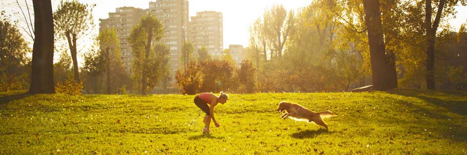 SKN Kurs, Sachkundenachweis online, Hundeschule