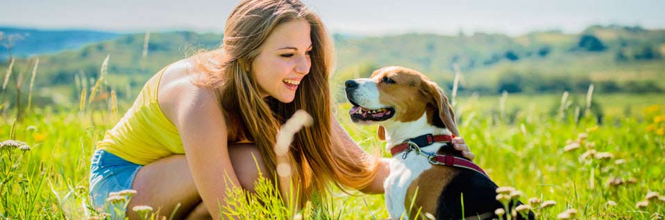 Sachkundenachweis Hund, SKN Kurs, Hund kaufen, Hund, Hunde, Hundekurs online