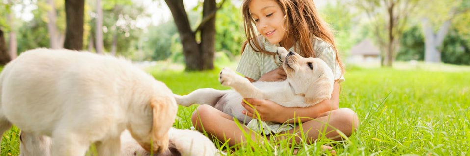 SKN Kurs online, SKN Hund, Sachkundenachweis, Hundeschule online