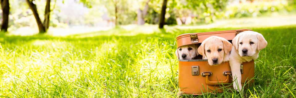 Sachkundenachweis, SKN-Kurs, online Hundeschule